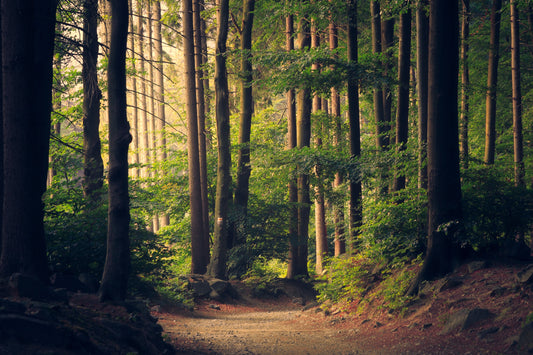 The 20-Minute Bliss: Mindful Breathing for Inner Peace